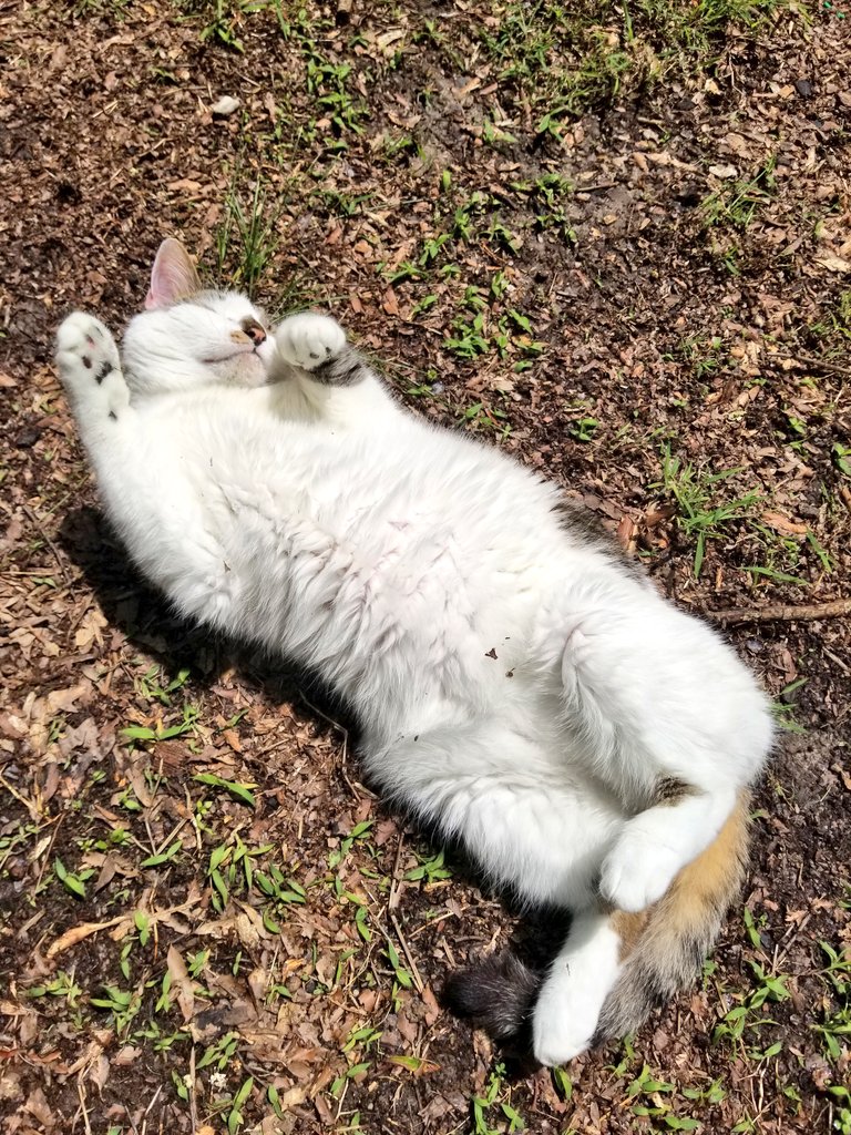 Amanda_MacLaren's tweet photo. Did you know that cats like to roll around in the mud, too? #WalkWithMe2020 @APSofDurham https://t.co/wlqeXCvh4E