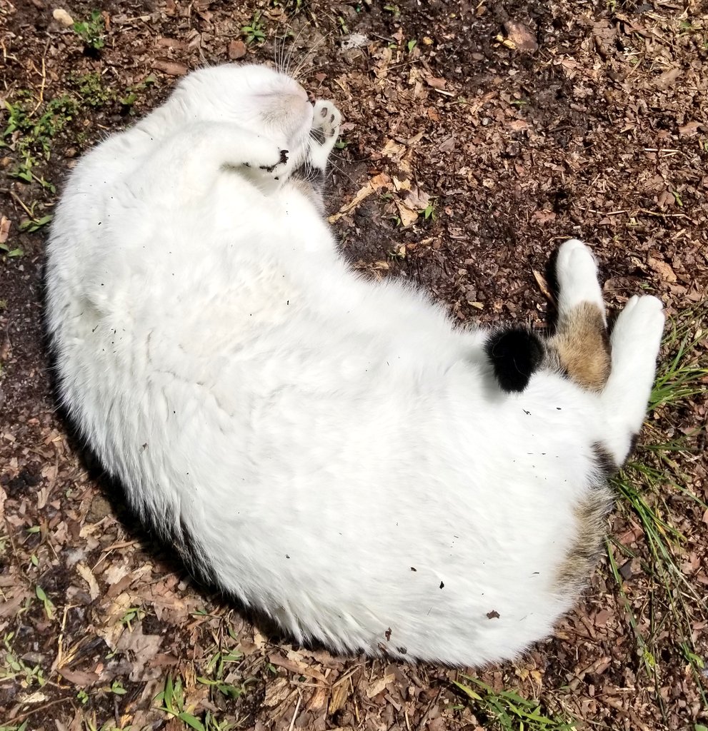 Amanda_MacLaren's tweet photo. Did you know that cats like to roll around in the mud, too? #WalkWithMe2020 @APSofDurham https://t.co/wlqeXCvh4E