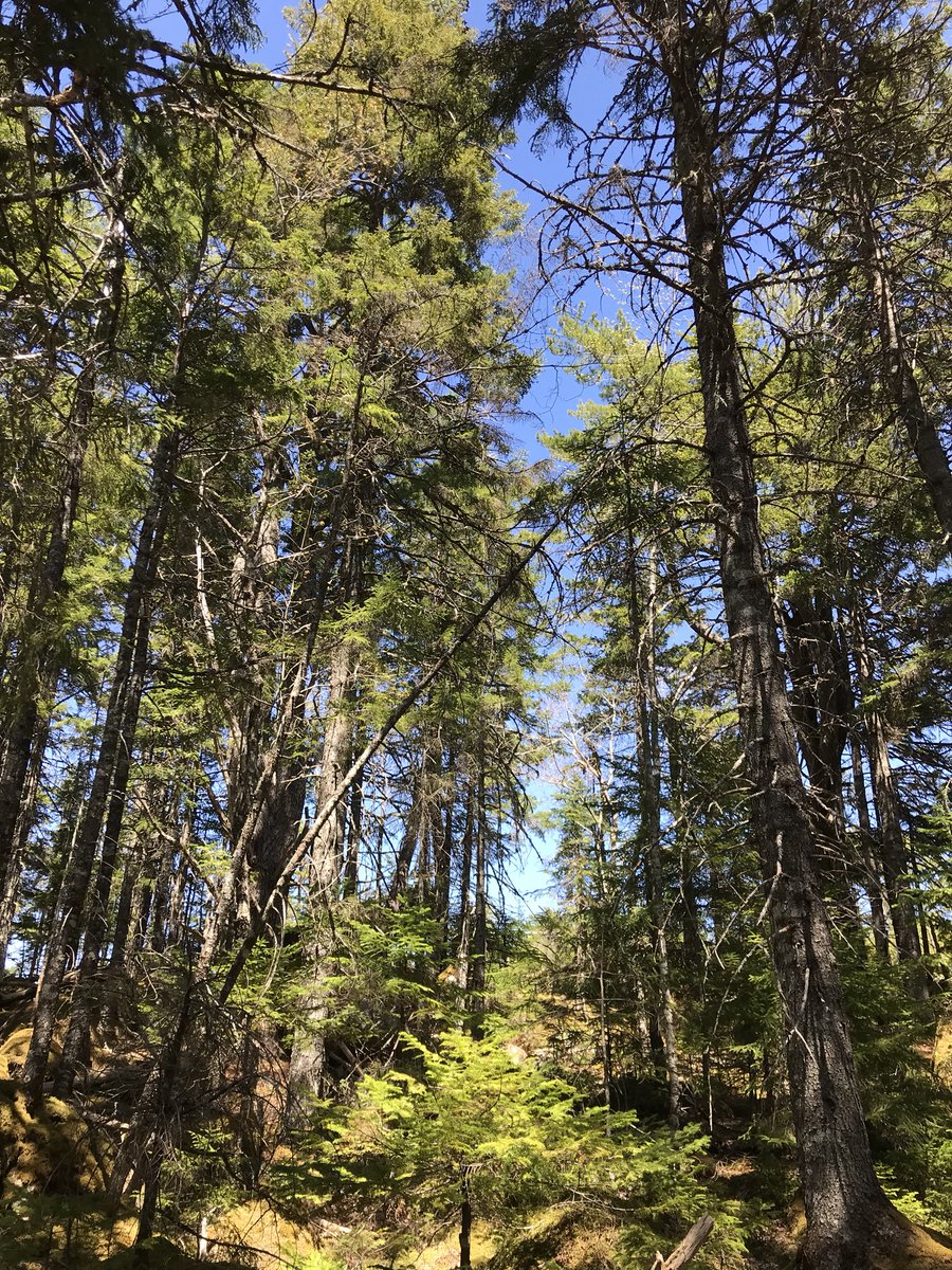 kw1012's tweet image. It’s a beautiful day to explore Nova Scotia! #vacationathome #halifax #hammondsplains #novascotia #nature