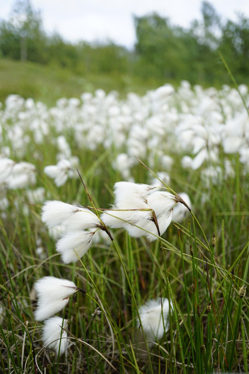 Family 23 is the sedge family (Cyperaceae)These are one of the graminoid or grass-like families, but have stems with triangular cross sections. Cotton Grass (Eriophorum angustifolium), Fibre Optic Plant/Cotton Bud Grass (Scirpus cernuus), Pendulous Sedge (Carex pendula)