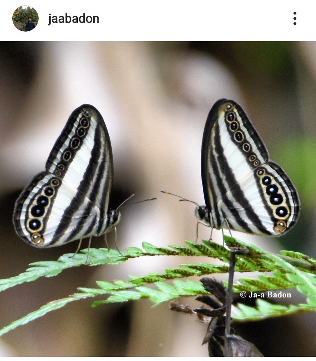  #DYK there are 352 species of  #butterflies endemic to the Philippines? Here are 2 Striped ringlet butterflies in courtship dance position photographed in Balinsasayao Twin Lakes  Follow  @jaa_99badon on his IG for more lepidopteran beauties   #IDB2020  #BiodiversityDay