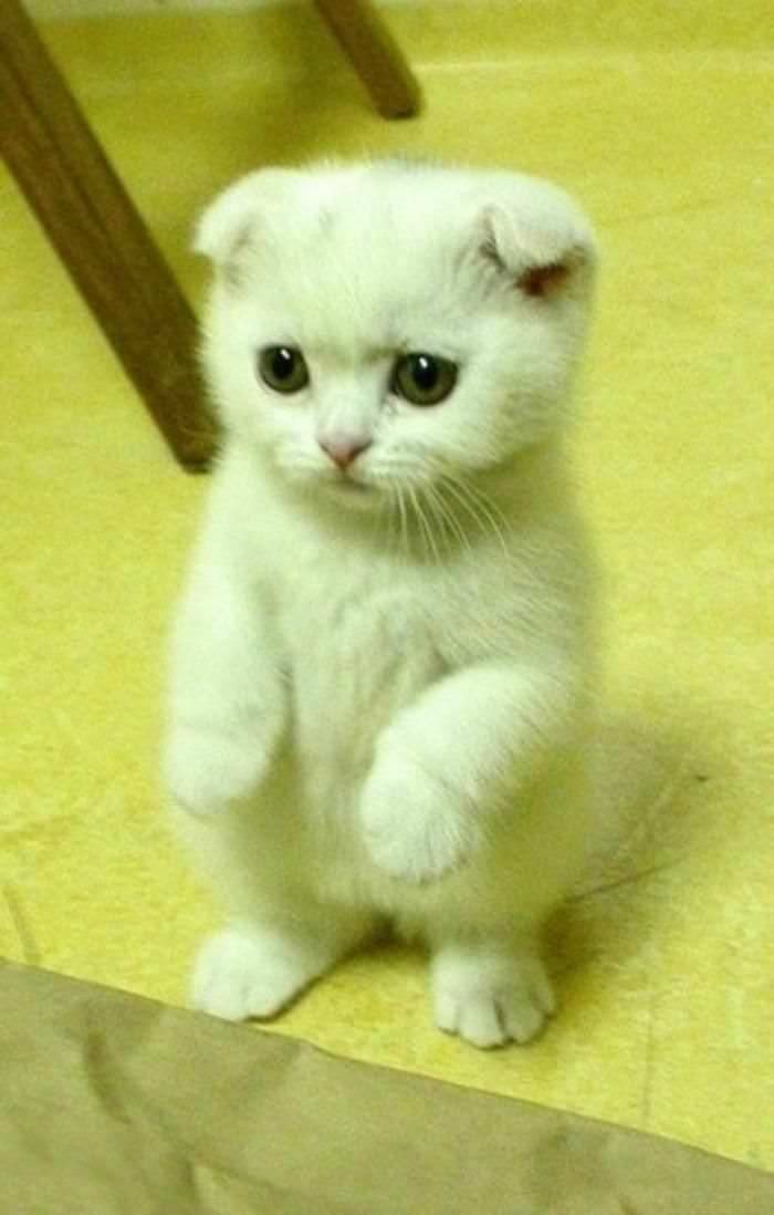 the__adorable's tweet photo. @inn_0cent . . . ⠀⠀oleh sesama werecat.

⠀⠀⠀⠀tanpa aba-aba, Tubuh milik Tia menyusut- semakin kecil, semakin kecil, hingga akhirnya berubah menjadi seekor kucing scottish fold mungil dengan bulu putih senada surainya.

⠀⠀⠀⠀⠀⠀❛ bagaimana, Arum?? ❜

⠀⠀⤷⠀ @inn_0cent. https://t.co/WAOs6CbXPA