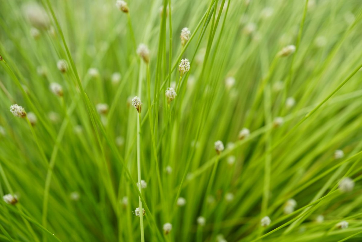 Family 23 is the sedge family (Cyperaceae)These are one of the graminoid or grass-like families, but have stems with triangular cross sections. Cotton Grass (Eriophorum angustifolium), Fibre Optic Plant/Cotton Bud Grass (Scirpus cernuus), Pendulous Sedge (Carex pendula)