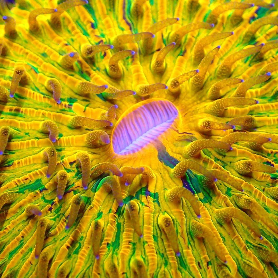 ReefBrite's tweet photo. Want amazing growth, color and pop? Reef Brite XHO'S #reefbrite #reefbrites #reefbritexho #aquarium #aquariums #aquariumhobby #reef #reeftank #reefaquarium #allmymoneygoestocoral #saltwateraquarium #marineaquarium #coral #coralreef #coralreeftank #fragtank #fishtank https://t.co/khXzfetJgo