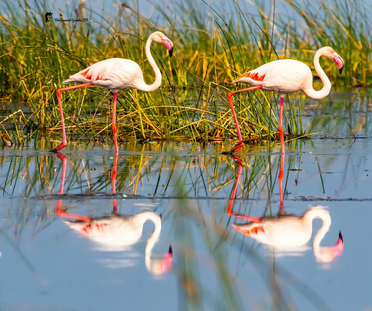 IfsSamrat's tweet photo. How many flamingos are here👇
#Birds #wildlife #NaturePhotography #nature #flamingeos #birdphotography #photographylovers #BreakfastBirdwatch https://t.co/T1FDscOSTK