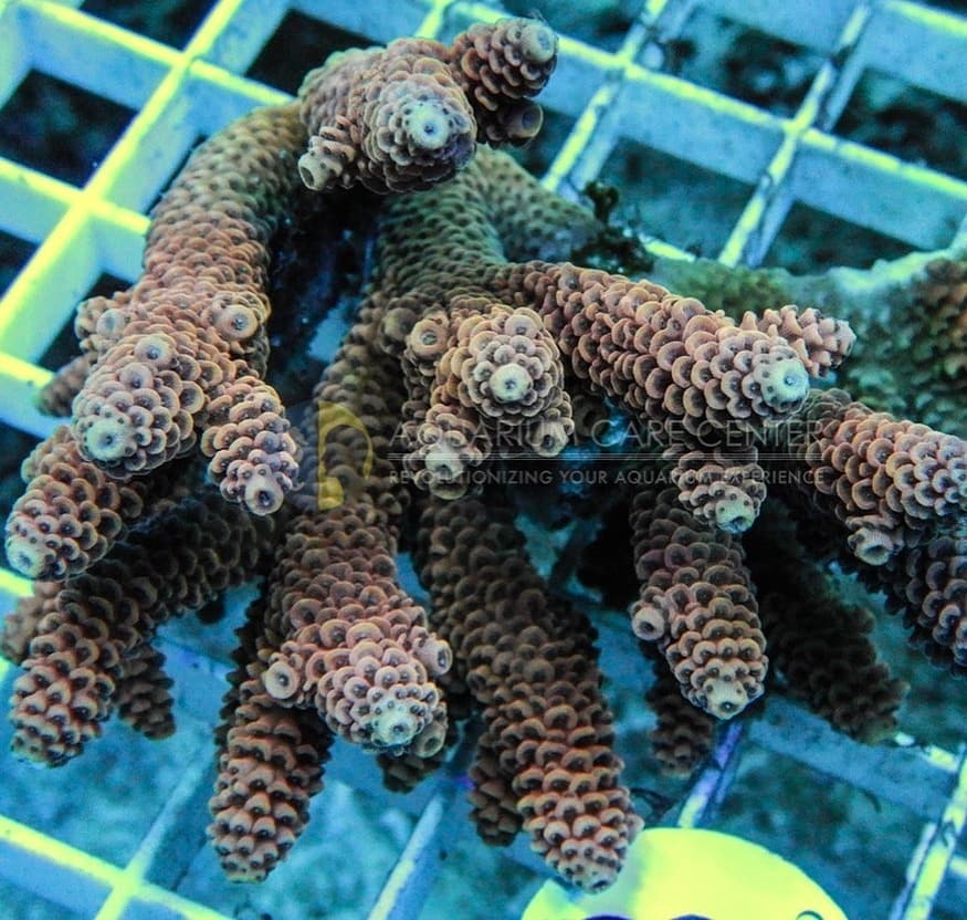 ReefBrite's tweet photo. Want amazing growth, color and pop? Reef Brite XHO'S #reefbrite #reefbrites #reefbritexho #aquarium #aquariums #aquariumhobby #reef #reeftank #reefaquarium #allmymoneygoestocoral #saltwateraquarium #marineaquarium #coral #coralreef #coralreeftank #fragtank #fishtank https://t.co/ltvC1peiel