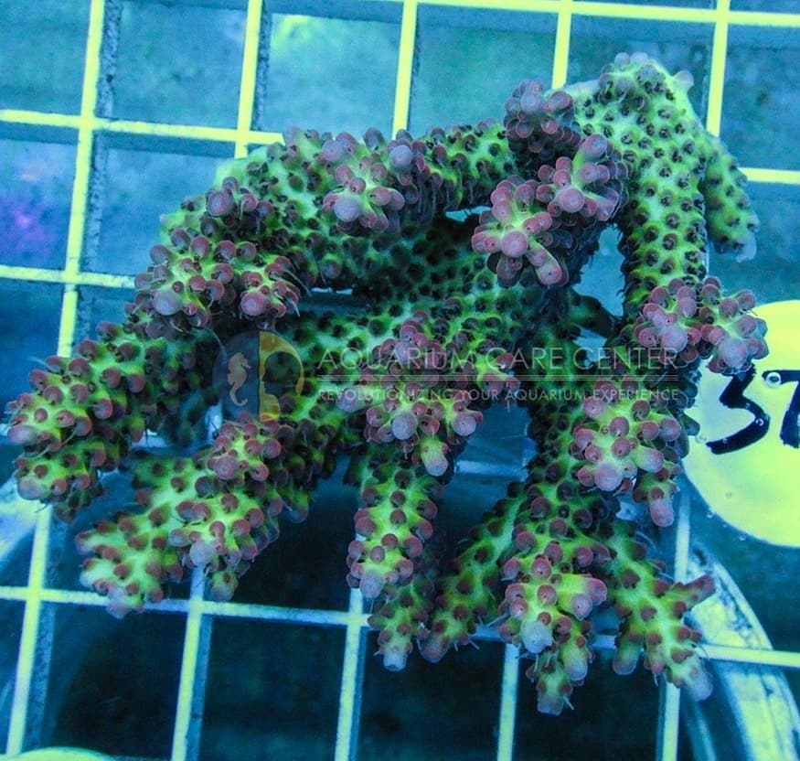 ReefBrite's tweet photo. Want amazing growth, color and pop? Reef Brite XHO'S #reefbrite #reefbrites #reefbritexho #aquarium #aquariums #aquariumhobby #reef #reeftank #reefaquarium #allmymoneygoestocoral #saltwateraquarium #marineaquarium #coral #coralreef #coralreeftank #fragtank #fishtank https://t.co/ltvC1peiel