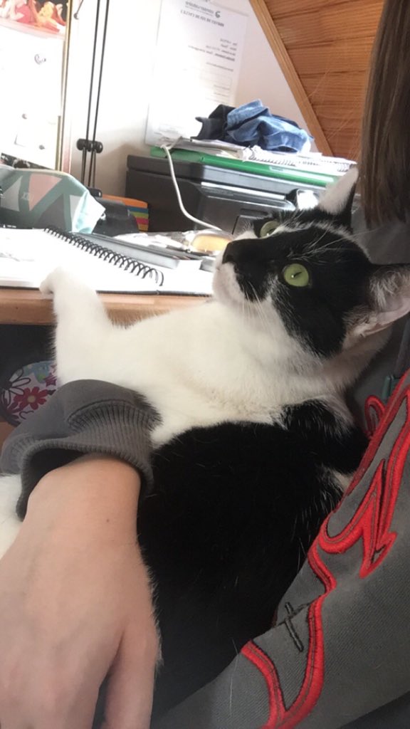 sarah59w's tweet photo. Je sais que j’habite dans un bled pourri mais je tente quand même sur Twitter, mon chat Owen a disparu depuis lundi, j’habite à Sercus si qqn le voit là ou dans les alentours, je sais que parfois des gens prennent des animaux qu’ils trouvent sur le bord de la route 😔 rt svp https://t.co/1HzoVIHWJY