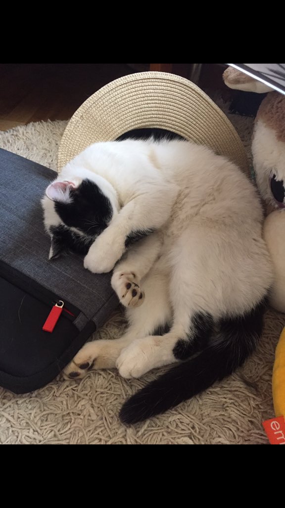 sarah59w's tweet photo. Je sais que j’habite dans un bled pourri mais je tente quand même sur Twitter, mon chat Owen a disparu depuis lundi, j’habite à Sercus si qqn le voit là ou dans les alentours, je sais que parfois des gens prennent des animaux qu’ils trouvent sur le bord de la route 😔 rt svp https://t.co/1HzoVIHWJY