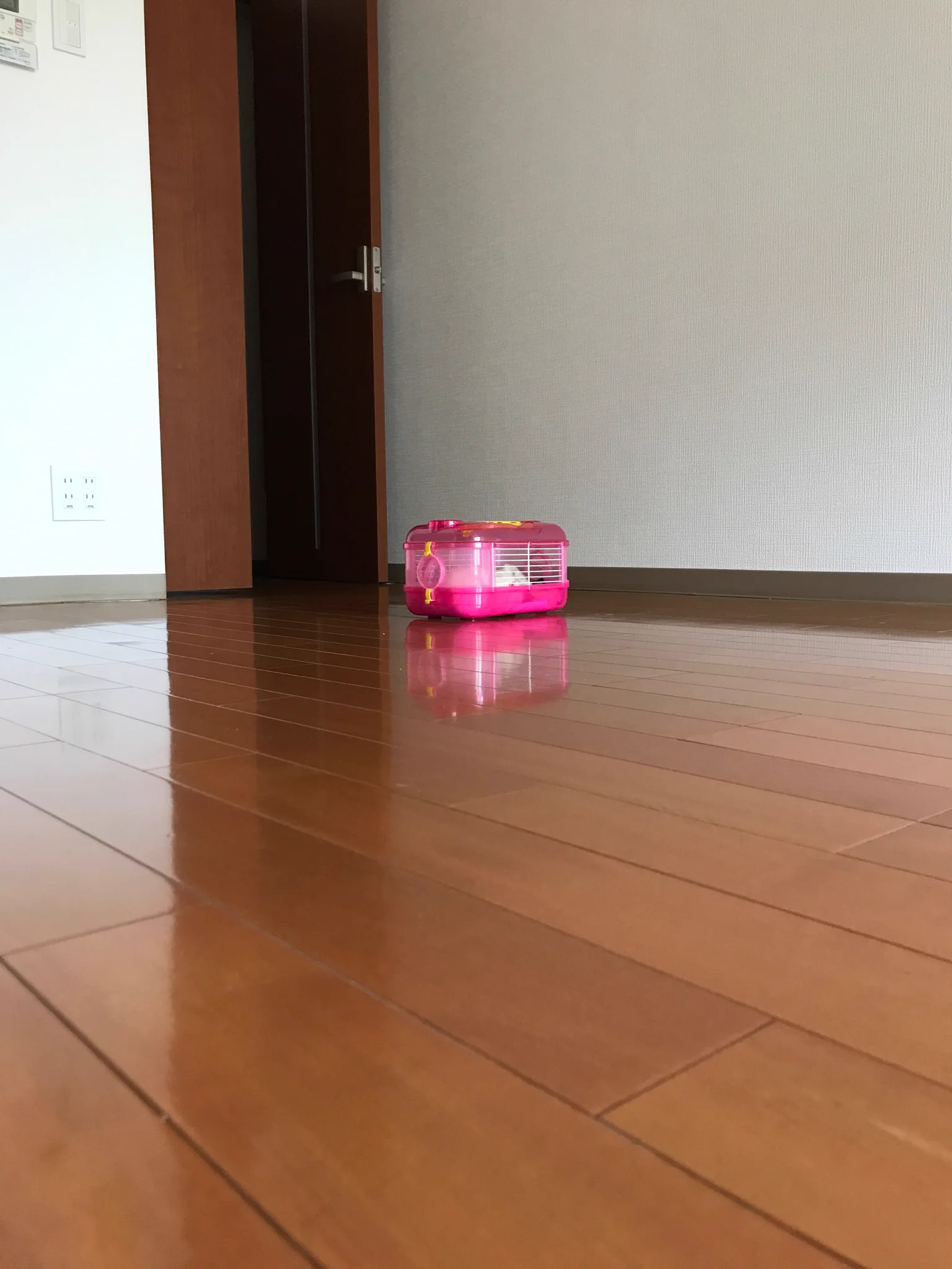 @LABYU_YOU 同じ状態で笑。 中身は数倍大きいラットですが。 