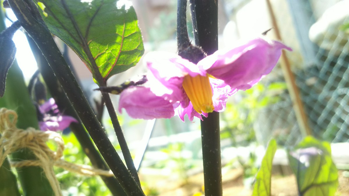 ピーマンの花 Twitter Search