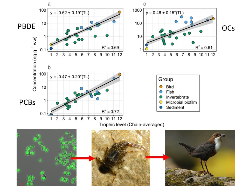 We also knew from Fred's work, and from collaboration with  @usaask's Christy Morrissey and  @UK_CEH, that dippers in S Wales had particularly high concentrations of some pollutants through food-web transfer  https://pubs.acs.org/doi/abs/10.1021/es402124z  https://www.sciencedirect.com/science/article/pii/S0048969720307816