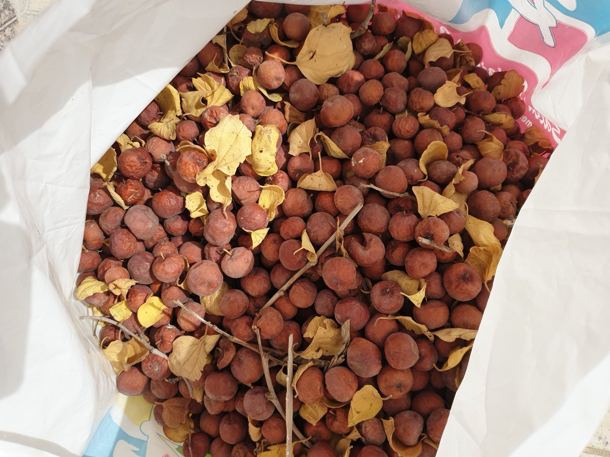 تقيّ الدين أحمد tweet media