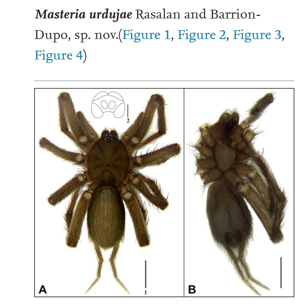 This miniature tarantula species described from Pangasinan last year is named after the legendary warrior princess, Urduja. It was found outside a cave forest.  #MythologyInTaxonomy  #IDB2020  #BiodiversityDay  and paper here:  https://bit.ly/3eagvUG 