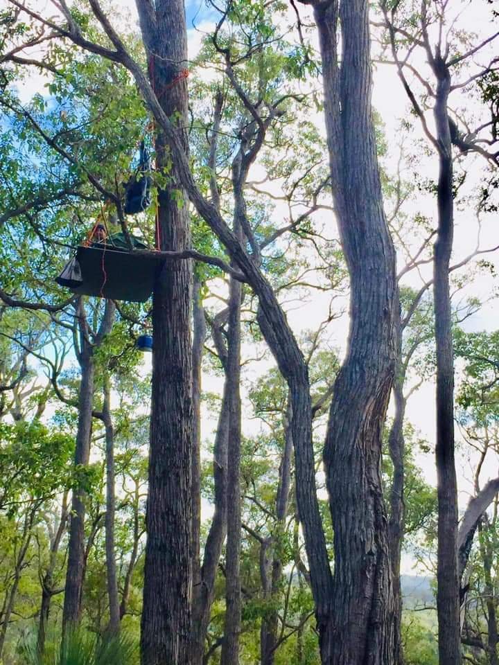 waforests's tweet photo. #jarrah grows nowhere else but #SWAustralia. What do we have to do to keep what little remains? #IntBiodiversityDay @DawsoMLC @Davekellymp https://t.co/bjpr0CVGEm