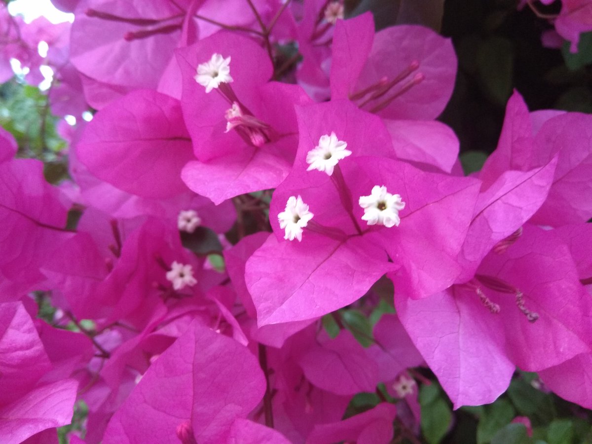 bad_miri's tweet photo. טירוףףףף חושים!💗🍃

#Spring_time 
#Blossoms https://t.co/N6cps5PBfD