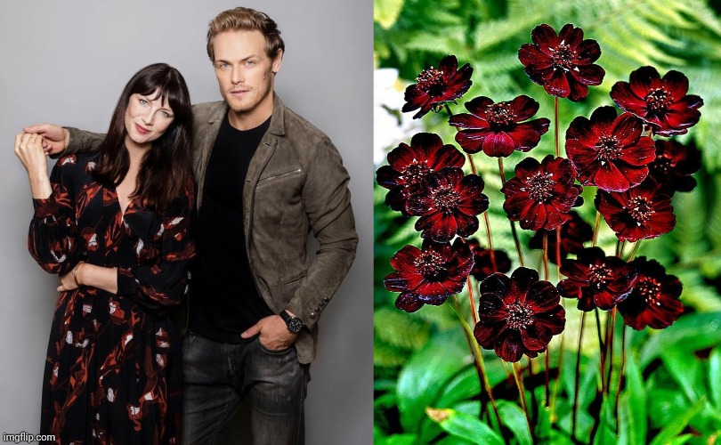 So.I've done cupcakes.Whisky.Cartoon characters.Why not flowers?And so far  @SamHeughan has received the majority of the love, so I thought he could share the love with  @caitrionambalfe this time.So, I give you "Sam and Cait as Flowers"