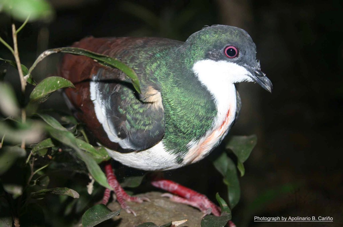 To round off this species count to 20 (for 20 likes so far),  #DYK all 5 bleeding-heart pigeons in the Philippines are endemic? Each species is an island endemic too -- for example, Negros bleeding-heart pigeon can only be found in Negros & Panay!  #IDB2020  #BiodiversityDay