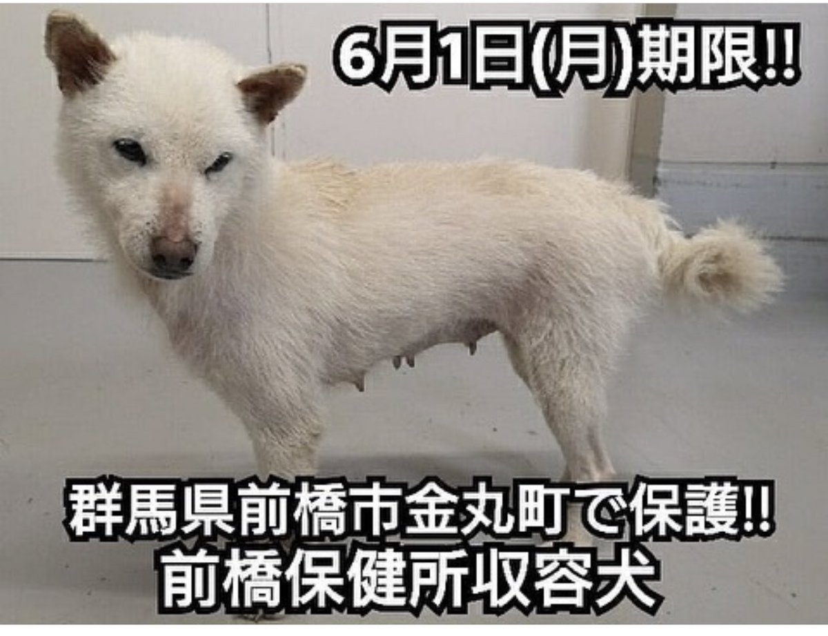 保健所 迷い犬 群馬県前橋市金丸町 群馬県動物愛護センター 群馬保健所 前橋市保健所 前橋保健所 群馬県 前橋市保健所 群馬県前橋保健所 群馬前橋市保健所 群馬前橋保健所 保健所 迷い犬 群馬県前橋市金丸町 群馬県動物愛護センター 群馬保健所 前橋市保健所 前橋保健所 群馬県 前橋市保健所 群馬県前橋保健所 群馬前橋市保健所 群馬前橋保健所