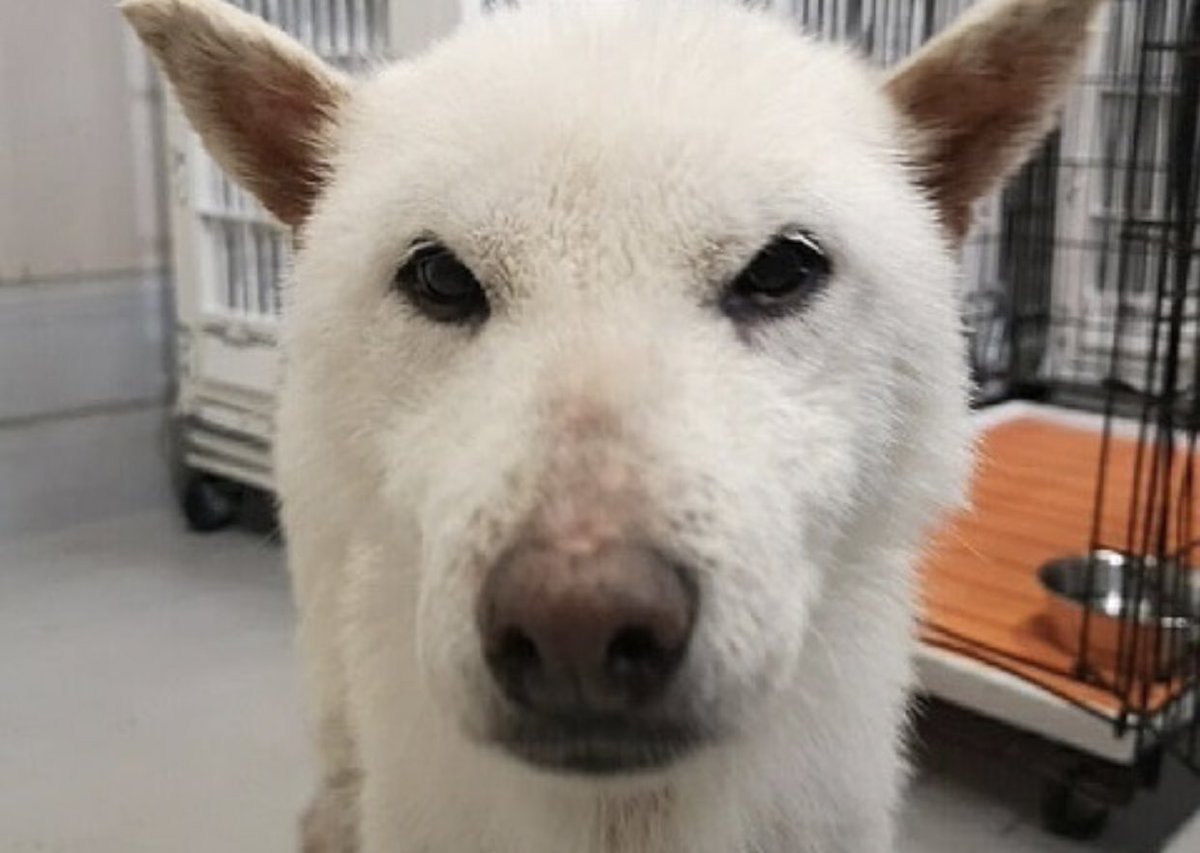 保健所 迷い犬 群馬県前橋市金丸町 群馬県動物愛護センター 群馬保健所 前橋市保健所 前橋保健所 群馬県 前橋市保健所 群馬県前橋保健所 群馬前橋市保健所 群馬前橋保健所 保健所 迷い犬 群馬県前橋市金丸町 群馬県動物愛護センター 群馬保健所 前橋市保健所 前橋保健所 群馬県 前橋市保健所 群馬県前橋保健所 群馬前橋市保健所 群馬前橋保健所