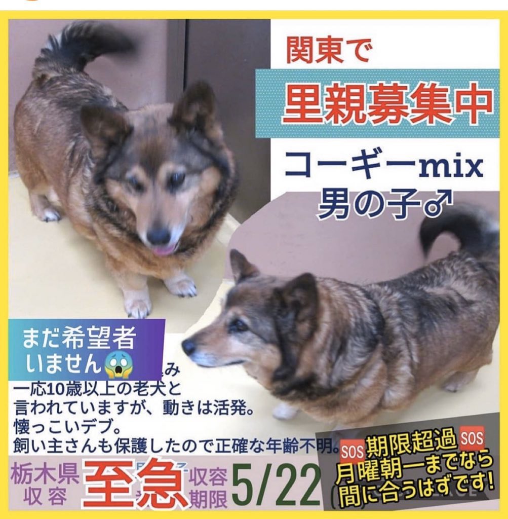 大タコちゃん 里親募集中 雑種犬 Mix犬 コーギー コーギーミックス コーギーのいる暮らし コーギー大好き コーギー好きな人と繋がりたい わんこ 犬 Mix犬 可愛い 保護犬 犬がいる暮らし 犬好きな人と繋がりたい 家族 関東 栃木県 埼玉