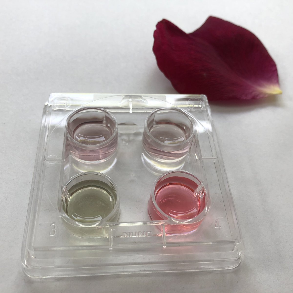 DrJoScience's tweet image. Some gorgeous colours from this #microscale #pHindicator from rose petals. 
The extracted indicator in the top row and w/ sodium bicarb in the bottom left &amp;amp; vinegar in the bottom right! Perhaps even more vivid green and pink in real life!
#ScienceFromHome @CrocodileChemi1