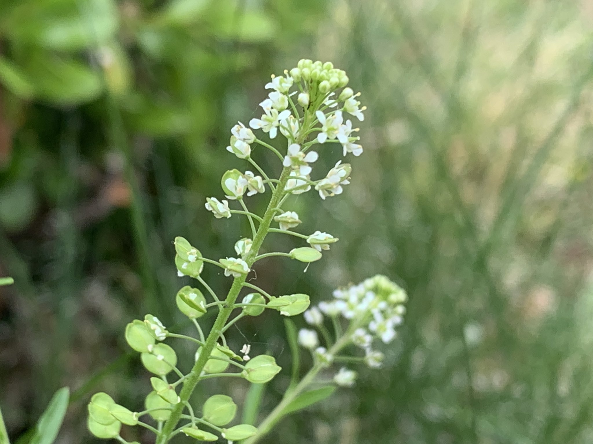 花ざっき チャレンジ55 マメグンバイナズナ ペンペングサの名を持つ ナズナ の独壇場が終わると出てきます ナズナは種がハート型 この姫は種が丸く 相撲の軍配に形が似ることからの命名 ちなみに グンバイナズナ も存在する ホントに