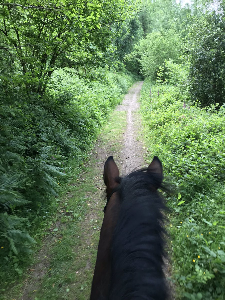 kir_evans1's tweet photo. First time out in 10 weeks! 🐴😍#Dartmoor #getoutside #horse https://t.co/sJwnpQpUlN