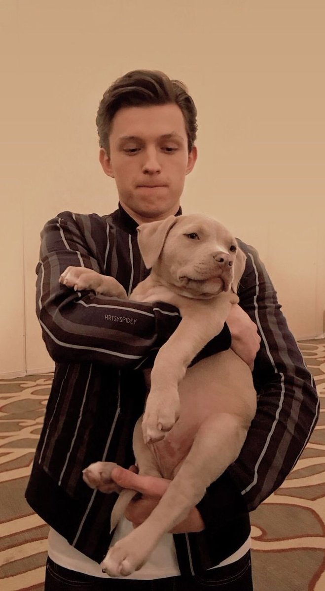 Tom Holland con Tessa y perritos, a thread