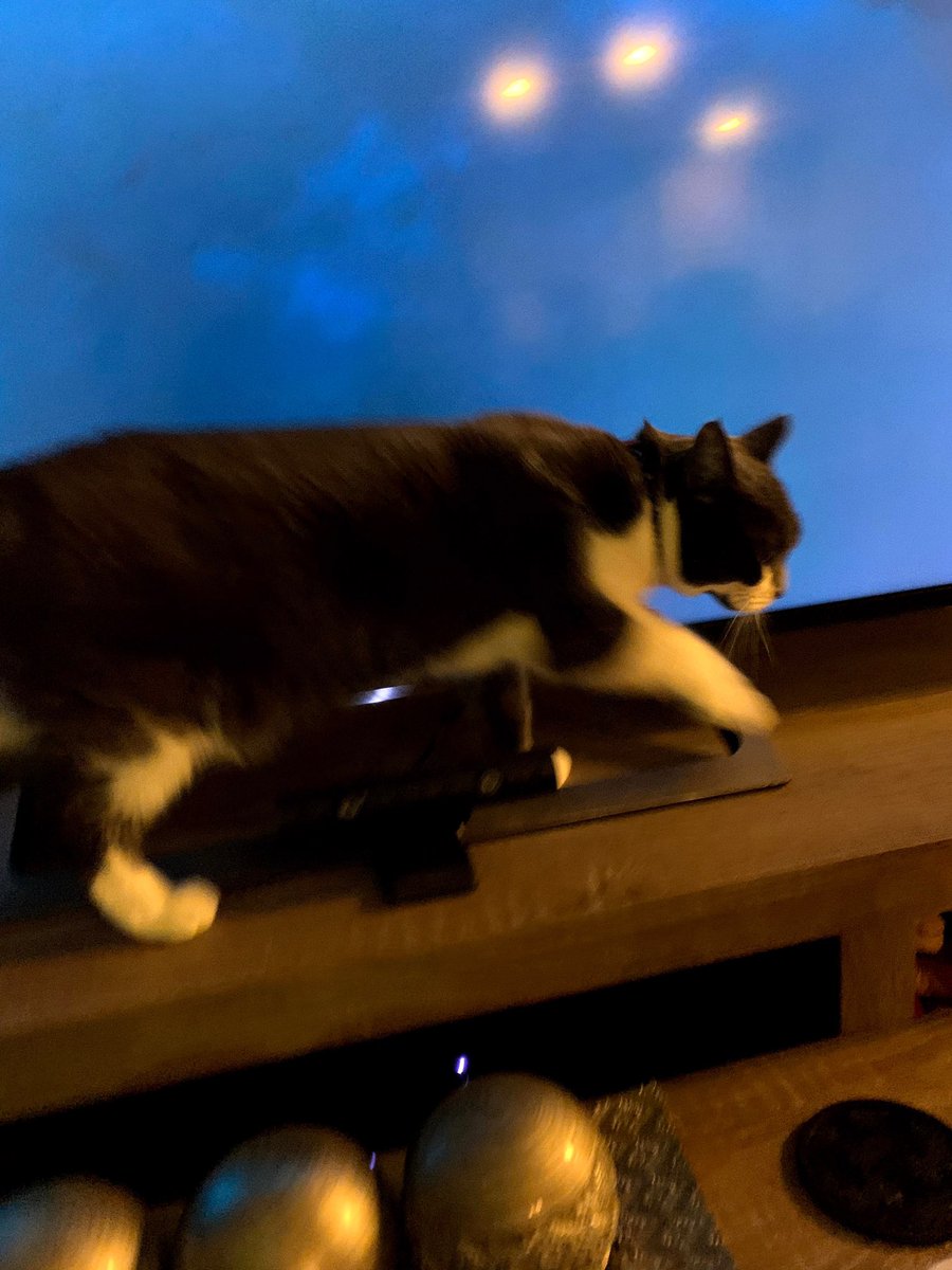Buttons_LeFloof's tweet photo. I is explorer kitty! I is walk the tv stand 😼#caturday #Kittens #buttonslefloof https://t.co/WXbIwHoA07