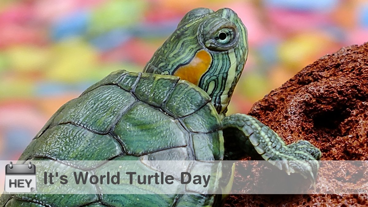 It's World Turtle Day! 
#WorldTurtleDay #TurtleDay