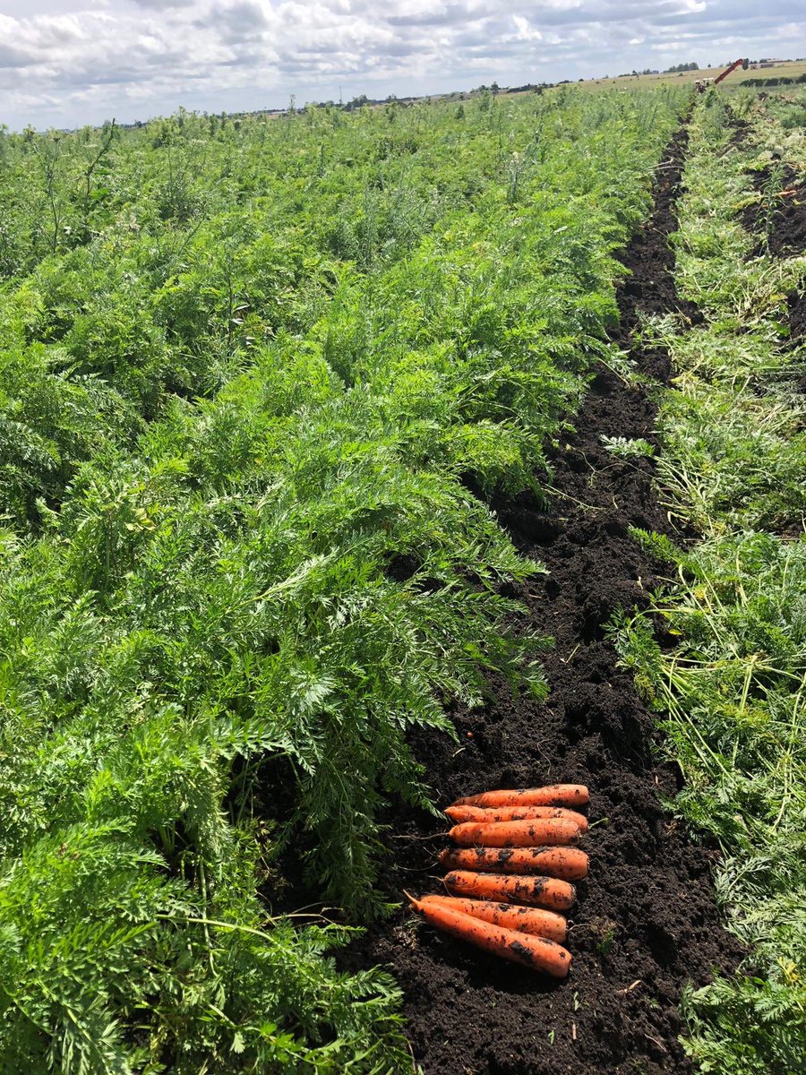 AntoGordillo's tweet photo. Producción Uruguaya! #zanahorias Los productores de la granja necesitamos solucionar el problema de la competencia desleal. Muchos contratan mano de obra en negro,no facturan,no pagan impuestos y los que si tenemos que liderar con eso @Pablo_Mieres hay q poner la casa en orden! https://t.co/Ntgjx1uUW6