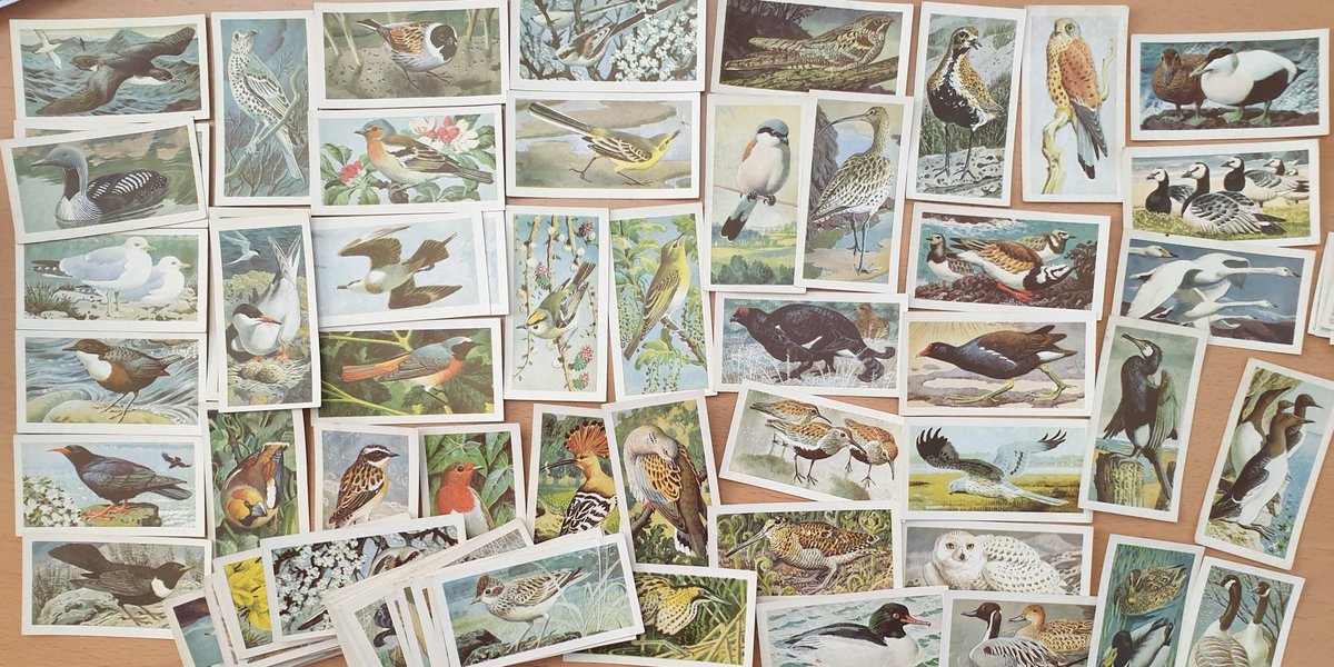 During the 60s, Brooke Bond commissioned Charles F. Tunnicliffe to both write and illustrate a series of these books. They're among the best of the whole lot. Here are the cards from his 1965 Wild Birds in Britain...