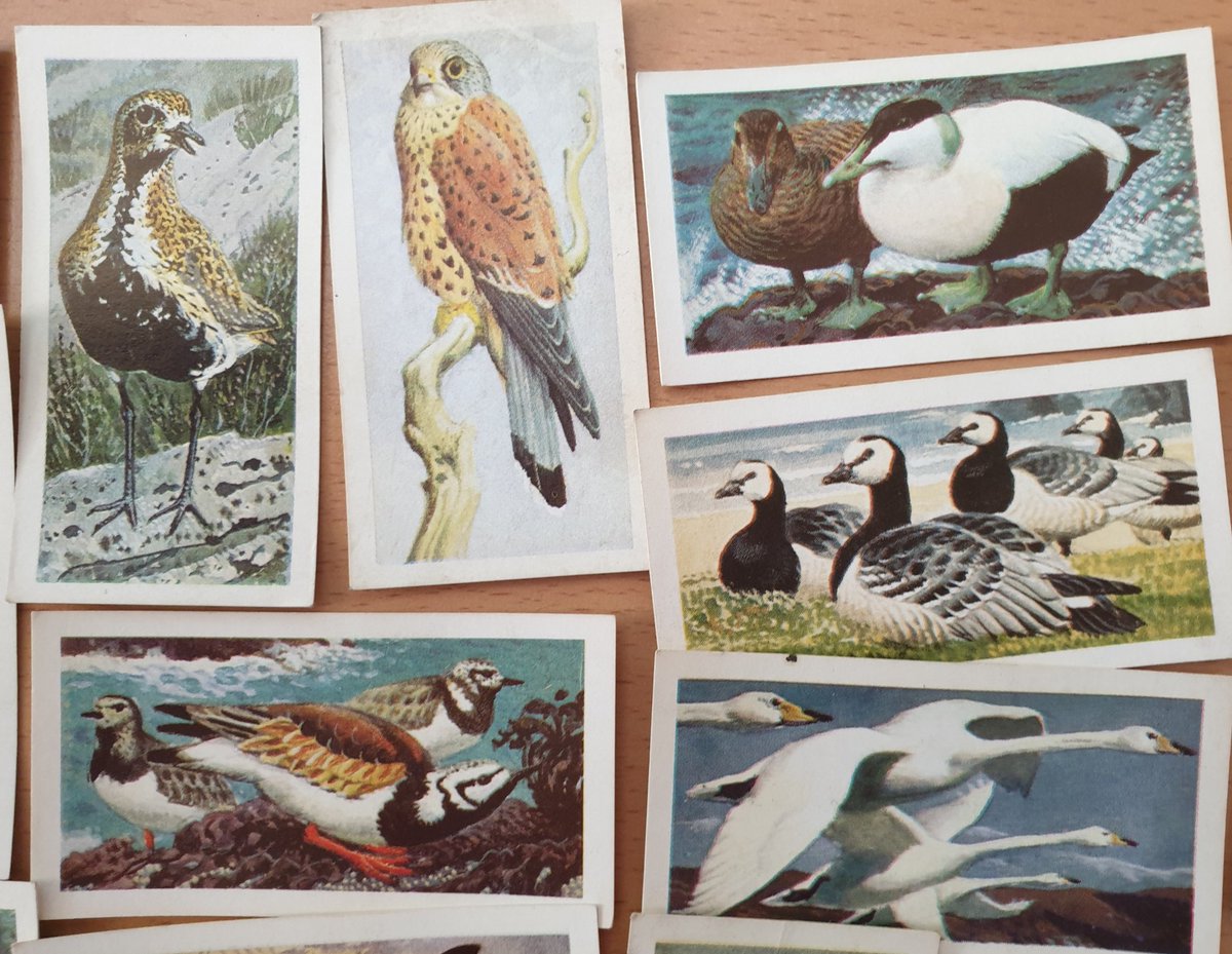 During the 60s, Brooke Bond commissioned Charles F. Tunnicliffe to both write and illustrate a series of these books. They're among the best of the whole lot. Here are the cards from his 1965 Wild Birds in Britain...