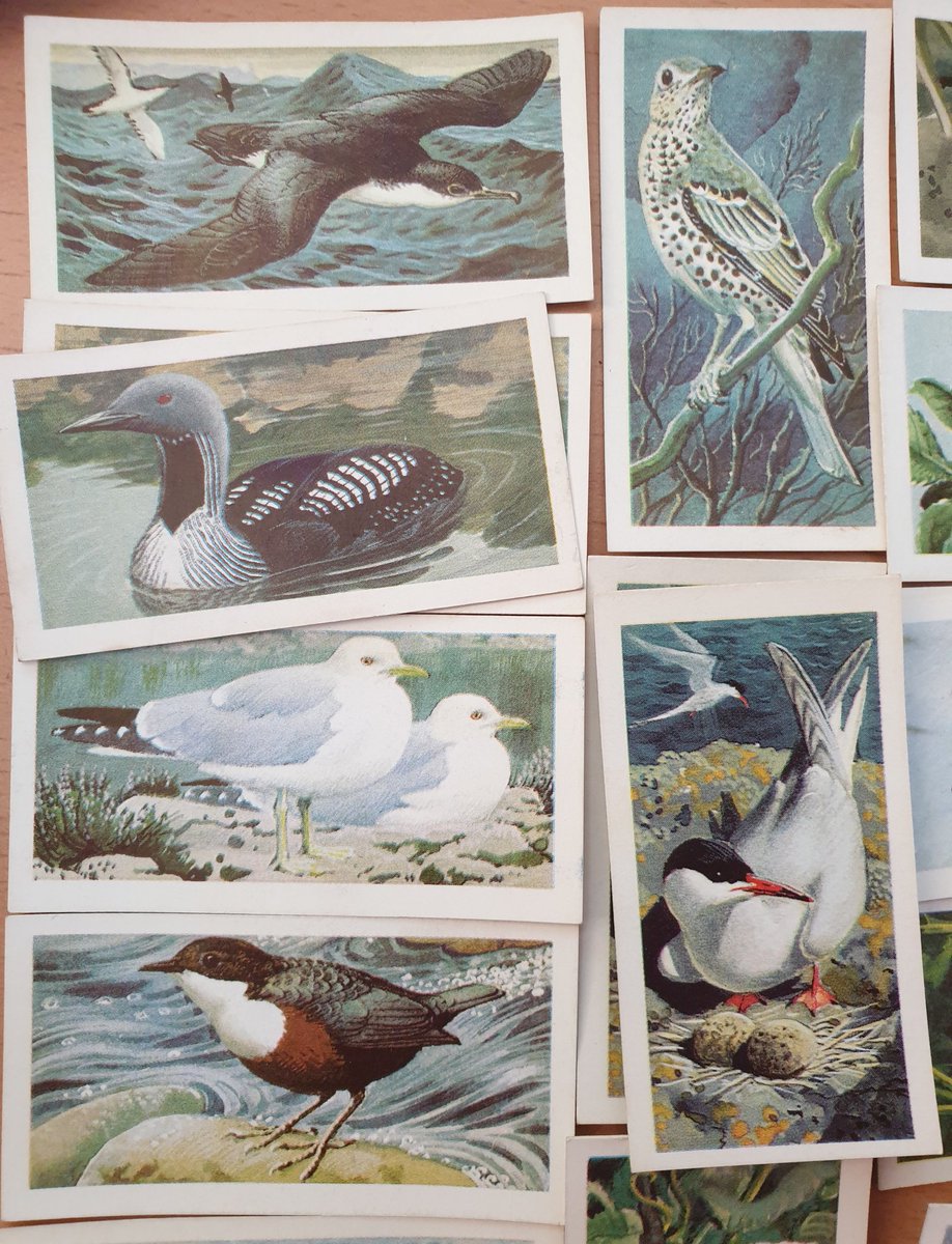 During the 60s, Brooke Bond commissioned Charles F. Tunnicliffe to both write and illustrate a series of these books. They're among the best of the whole lot. Here are the cards from his 1965 Wild Birds in Britain...