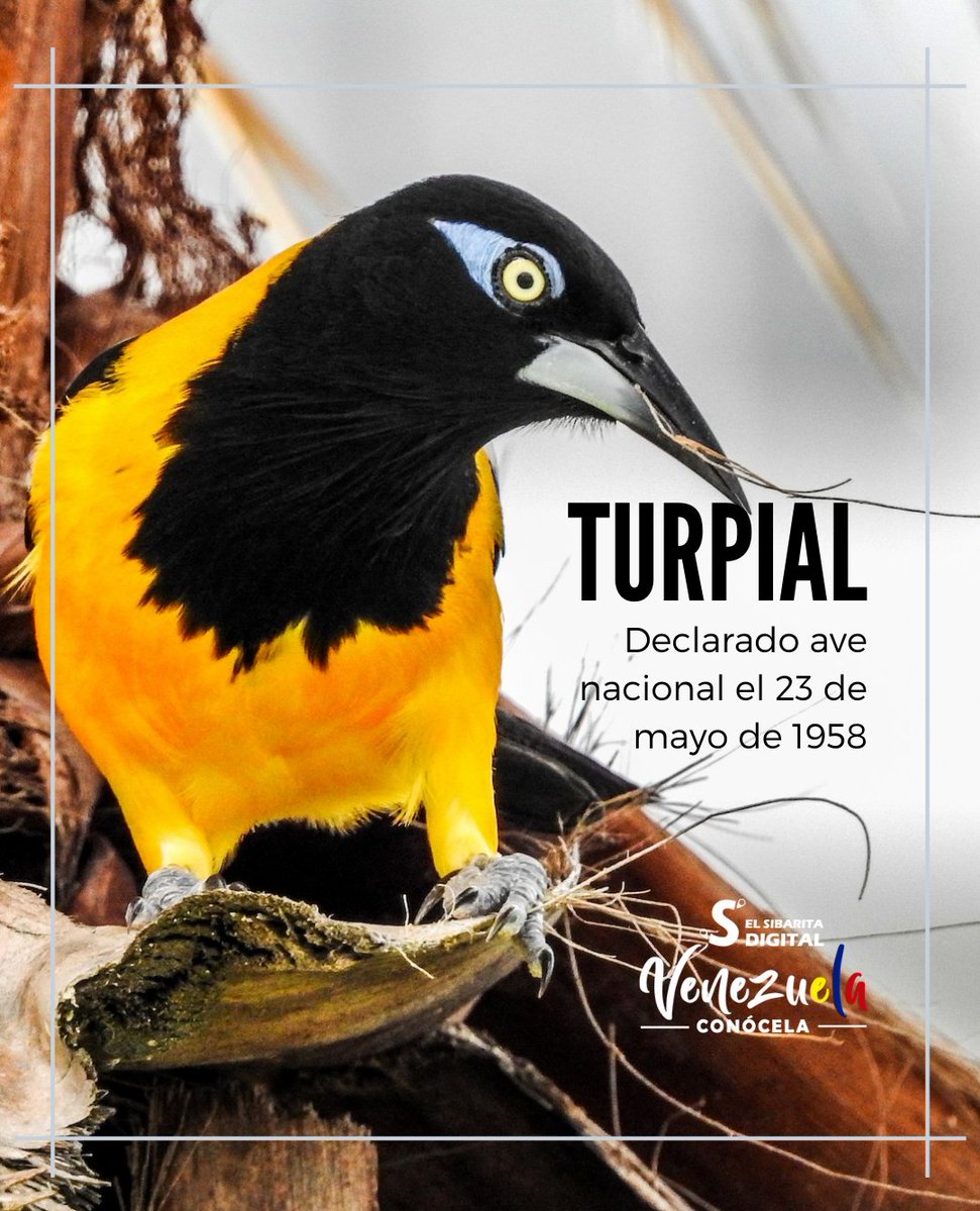 #EFEMÉRIDE | El 23 de mayo de 1958 fue declarada Ave Nacional de Venezuela, tras un concurso promovido por la Sociedad Venezolana de Ciencias. #23Mayo #Turpial #VenceremosAlCovid19 #QuedateEnTuCasa