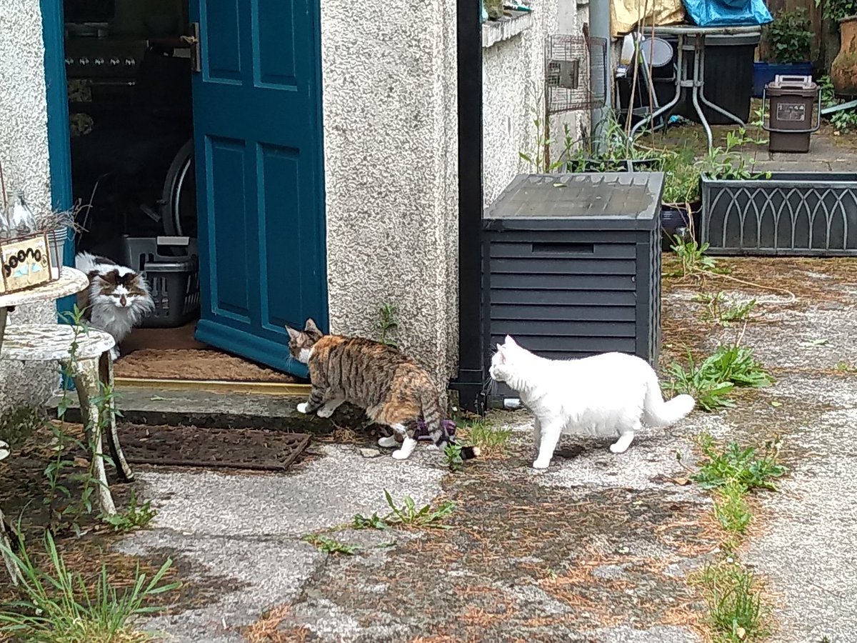MousecowToday's tweet photo. Mousecow isn't interested in any door-to-door sales or chats about your saviour, kthxbai.
#NotTodayThankYou
#EverybodyLovesMousecow https://t.co/6DmKOCMFt6