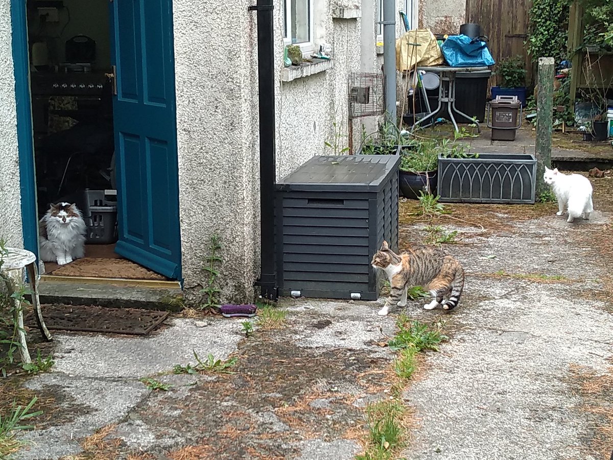 MousecowToday's tweet photo. Mousecow isn't interested in any door-to-door sales or chats about your saviour, kthxbai.
#NotTodayThankYou
#EverybodyLovesMousecow https://t.co/6DmKOCMFt6