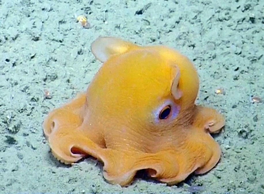 Namjoon this is a baby dumbo octopus isn’t he so cute? His ears get bigger when he grows up!  @BTS_twt please come back soon I miss you :(