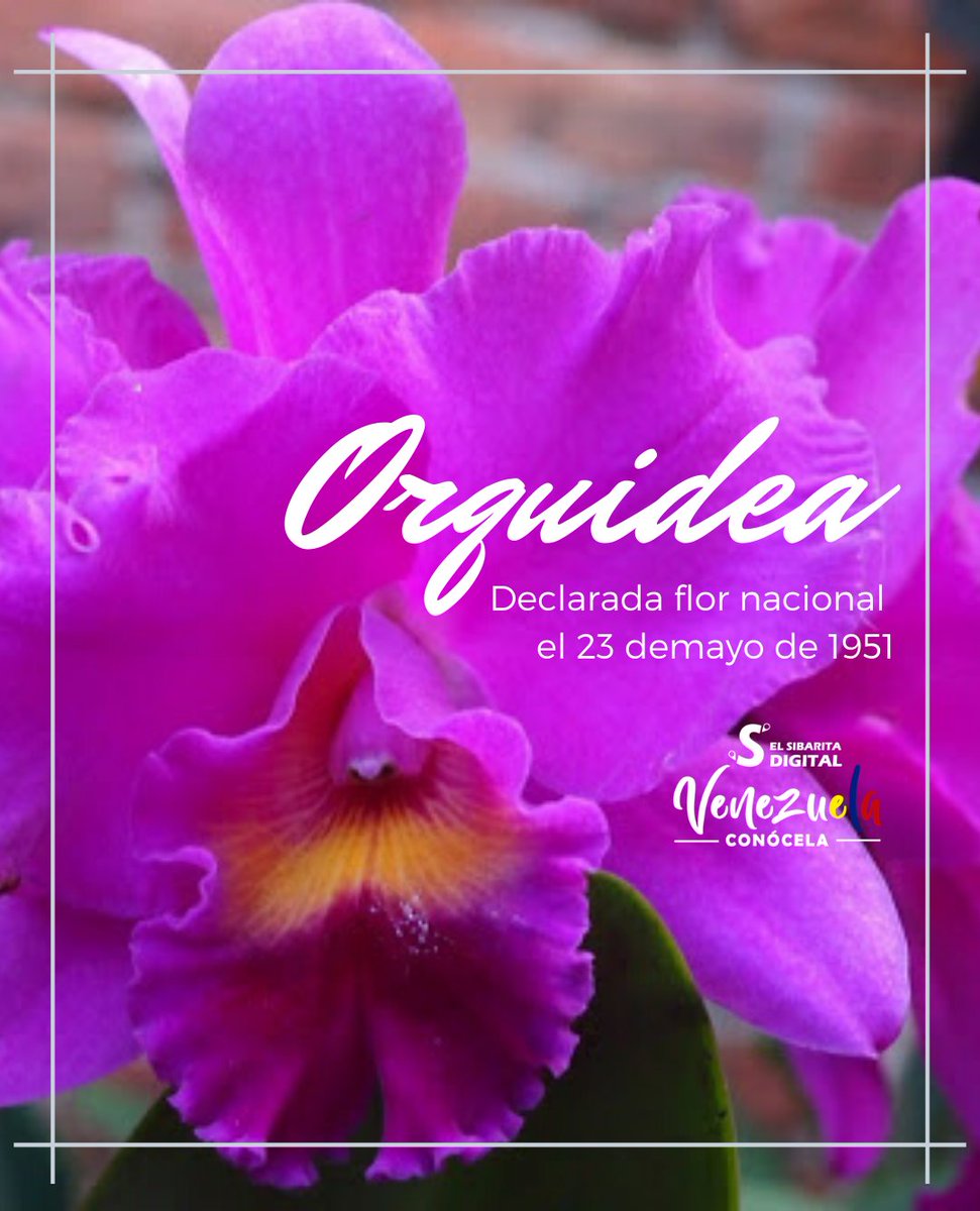 #Efeméride | Por decreto oficial, el 23 de mayo de 1951, fue declarada la orquídea como Flor Nacional. #23Mayo #Turpial #VenceremosAlCovid19 #QuedateEnTuCasa