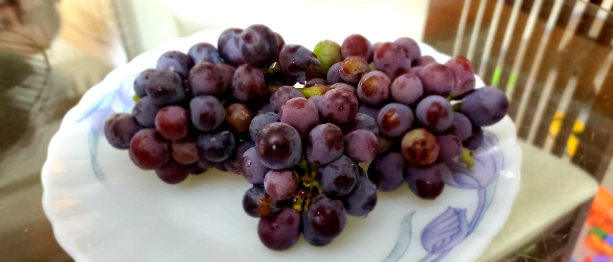 #grapes #blackgrapes #SaturdayMotivation #coronavirus #StayHome home grown grapes at our terrace garden