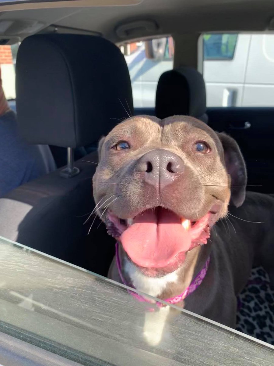 Belle and her siblings Brownie and Blueberry came to our shelter at only a few months old having spent their first months of life cramped in 1 small kennel &amp; neglected. After 9 months with us, 1 by 1 all were adopted, with Belle being the last today!
#STARS #rescue #fureverhome