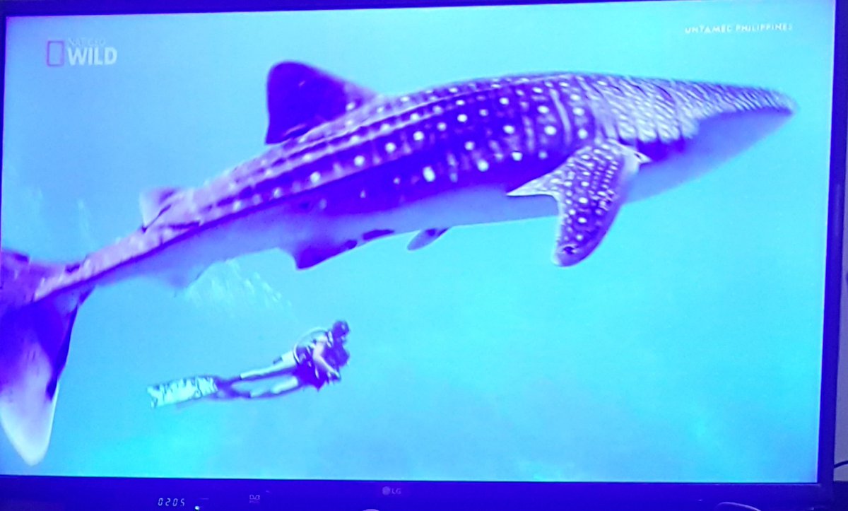 iamchrive's tweet photo. Untamed Philippines in Nat Geo Wild #onestrangeasia https://t.co/nySNEb4VVY