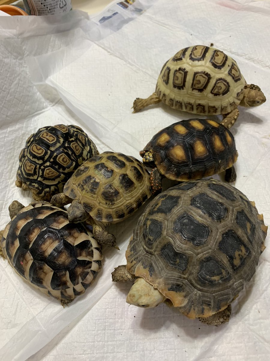 アカアシリクガメ Twitter Search