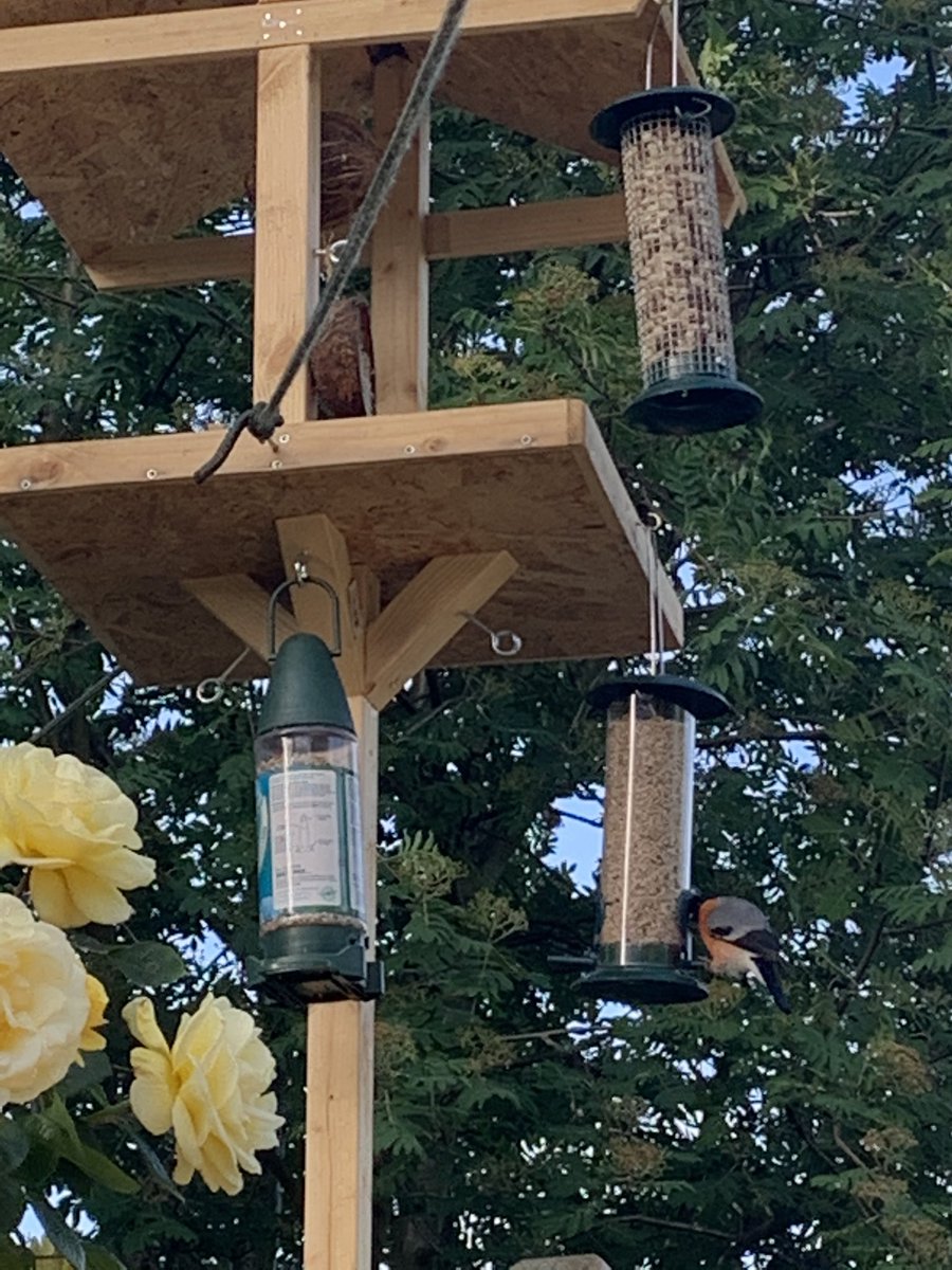 jodybuxton's tweet photo. @StPatricksRCTho Erin spotted a bullfinch bird on the bird table she made with her dad #naturelockdownprojects https://t.co/YBS2Jz9P9U
