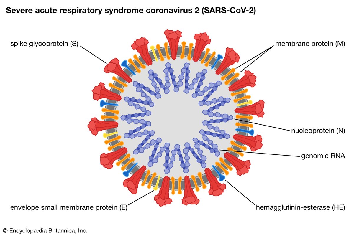 Lets talk about  #COVID19 for the next 1 hour Coronaviruses are a large family of viruses which are found in both animals and humans. They cause illnesses from common cold to severe acute respiratory distress syndromesWe have experienced these already2002 - SARS2012 -MERS