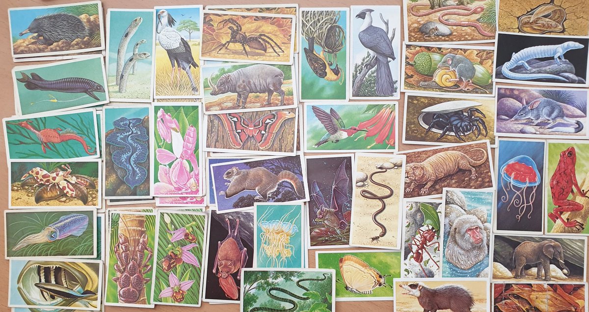 FINALLY (for now), here's another of my favourites: the 1985 Incredible Creatures. No album for this one, instead the cards belonged to 4 fold-out wallcharts. The artist isn't credited - I wonder if it was Richard Orr? We'll stop there, I hope you enjoyed this thread :)