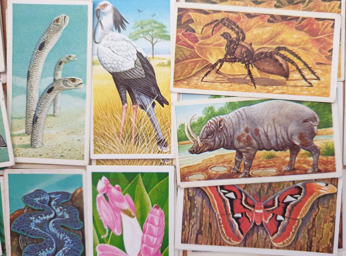 FINALLY (for now), here's another of my favourites: the 1985 Incredible Creatures. No album for this one, instead the cards belonged to 4 fold-out wallcharts. The artist isn't credited - I wonder if it was Richard Orr? We'll stop there, I hope you enjoyed this thread :)