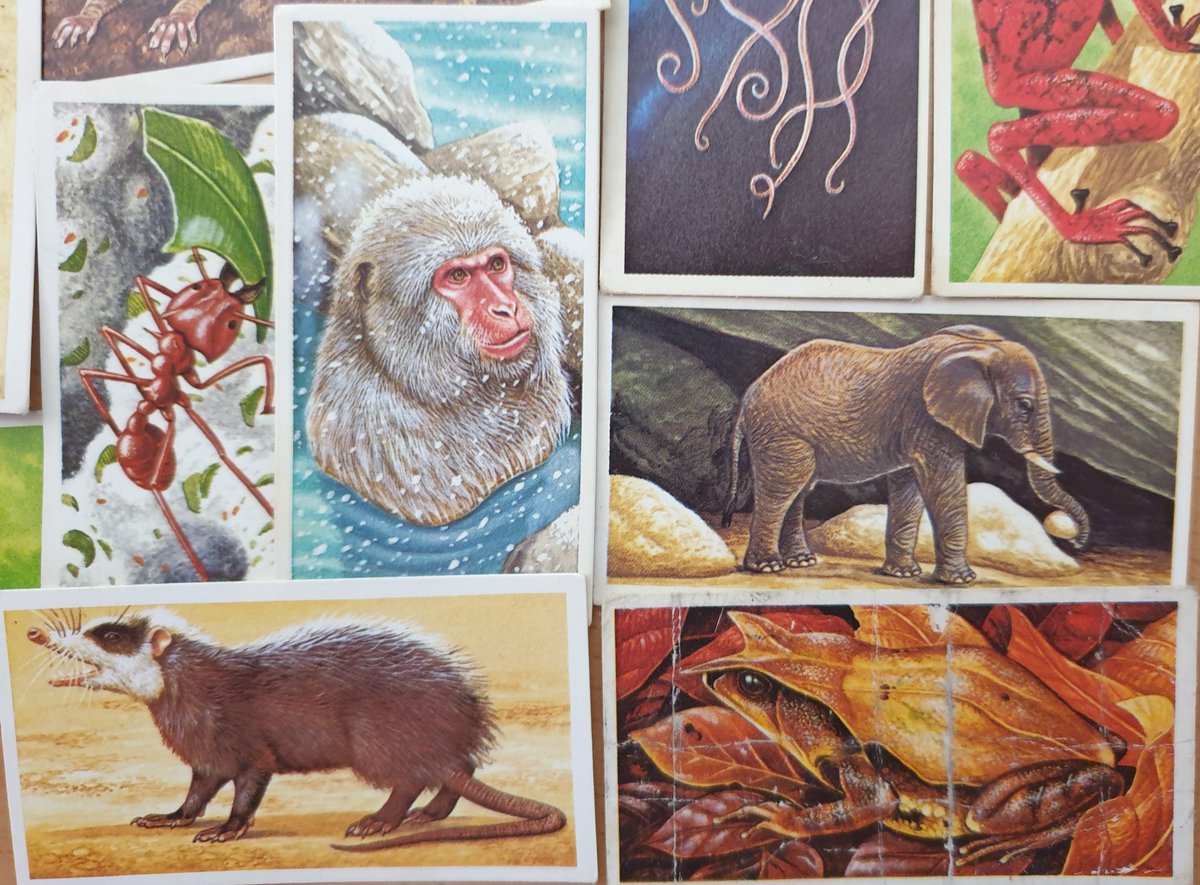 FINALLY (for now), here's another of my favourites: the 1985 Incredible Creatures. No album for this one, instead the cards belonged to 4 fold-out wallcharts. The artist isn't credited - I wonder if it was Richard Orr? We'll stop there, I hope you enjoyed this thread :)