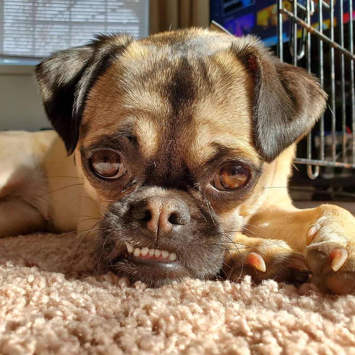 cponiros315's tweet photo. @allthings_at This is Zoey! #ATpets https://t.co/gcrtuJ8w4G